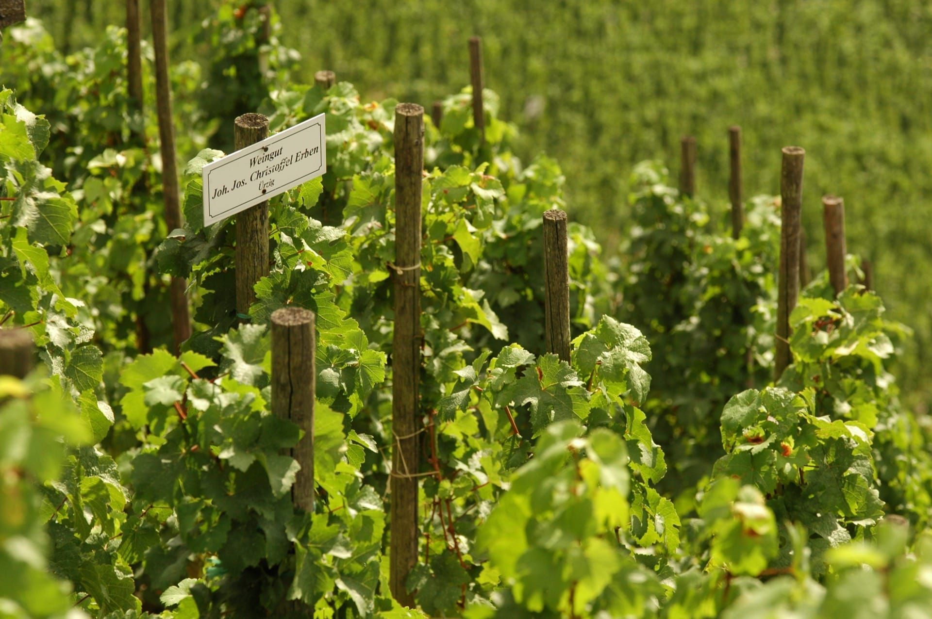 Weinberge von Joh. Jos. Christoffel Erben an der Mosel