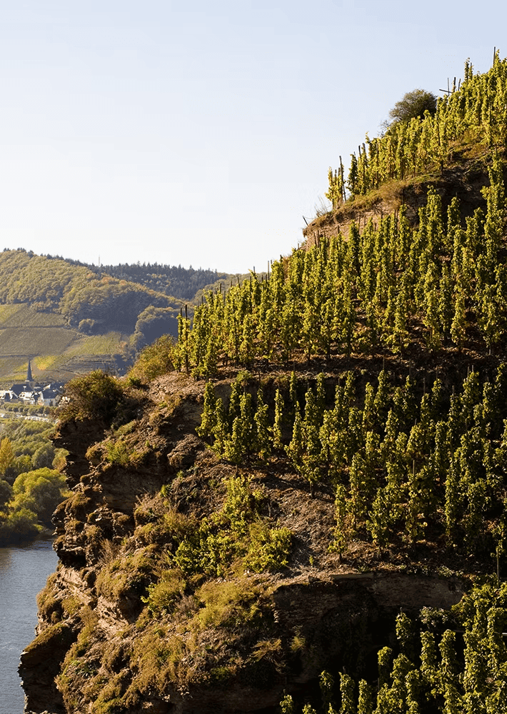 Erdener Treppchen - Historische Steillage